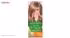کیت رنگ مو گارنیه شماره Color Naturals Shade 8.1