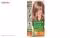 کیت رنگ مو گارنیه شماره Color Naturals Shade 8.1